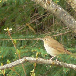 Hermit Thrush Hermit Thrush