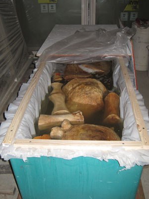 Bones soaking in peroxide tank to help brighten and remove stains