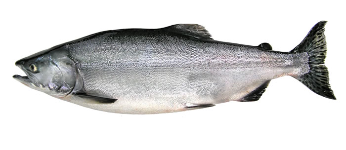 a pink salmon in ocean coloring on a white background