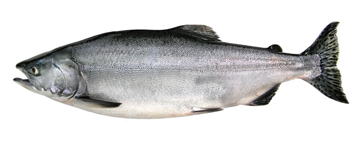 Pink Salmon - Glacier Bay National Park & Preserve (U.S. National