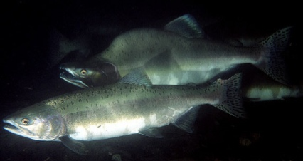 two pink salmon in spawning coloration swim in dark waters