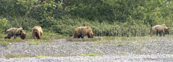 brown bear and cubs
