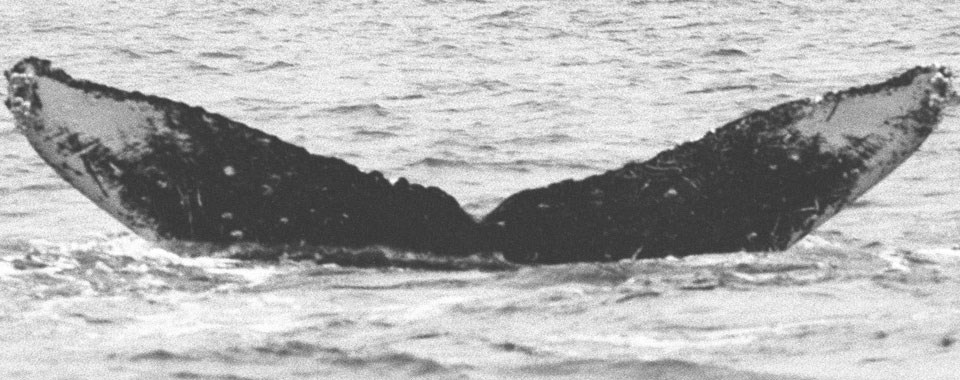 Whale 68 fluke sticks out of the water as the whale dives below the surface. On the tail/fluke, white spots are visible in the upper corners.