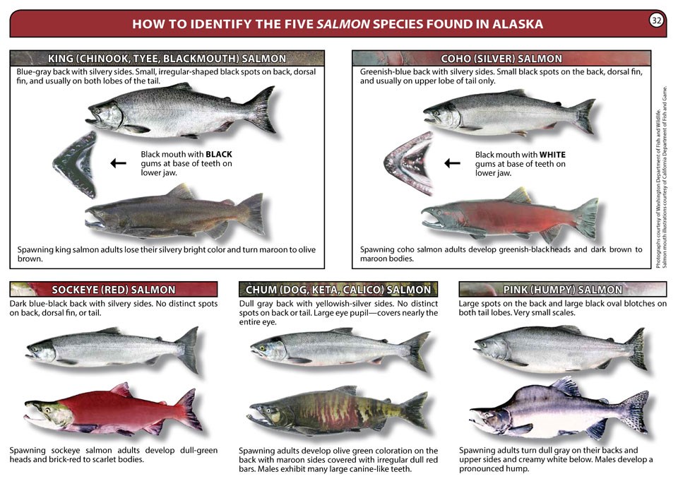 5 species of salmon are pictured and explained based on markings, coloration, and fin shape.