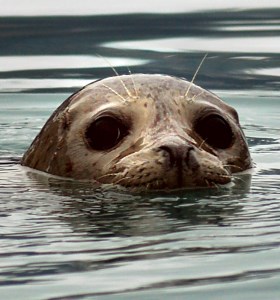 Harbor Seal