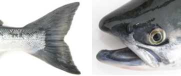 detailed shot of a sockeye salmon head and tail with distinguishing markings