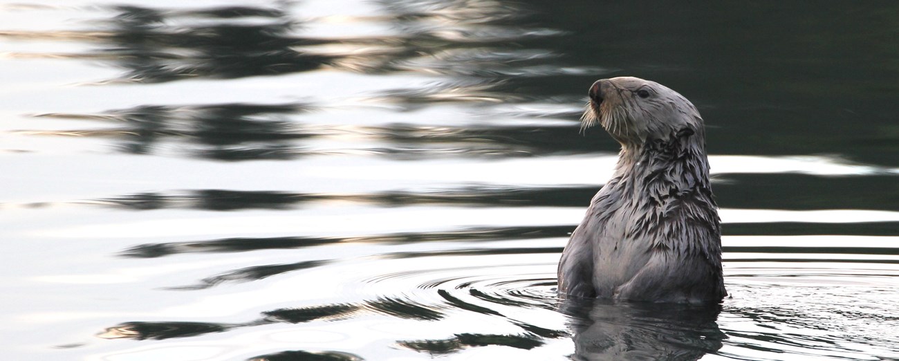 a sea otter floating up above the water looking into the distance
