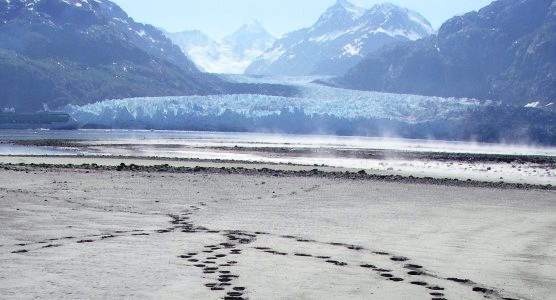 bear tracks near Margerie Glacier