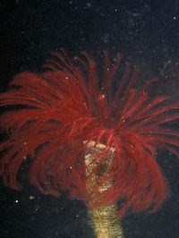 tubeworm tubeworm