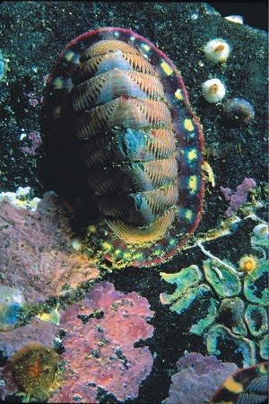 a colorful chiton attached to a rock underwater a colorful chiton attached to a rock underwater