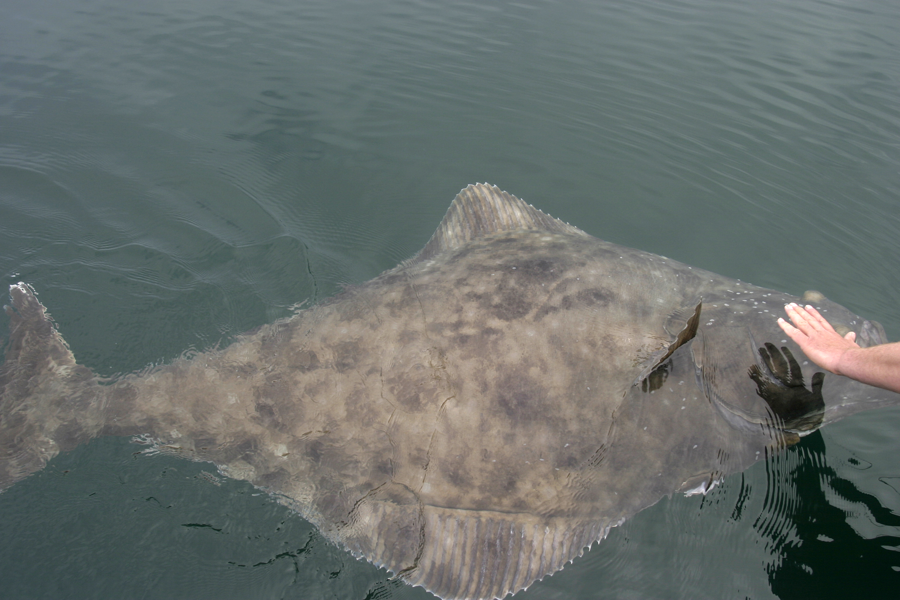 Halibut - Glacier Bay National Park & Preserve (U.S. National Park