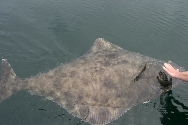 a large halibut in the water, with a person's hand for size comparison
