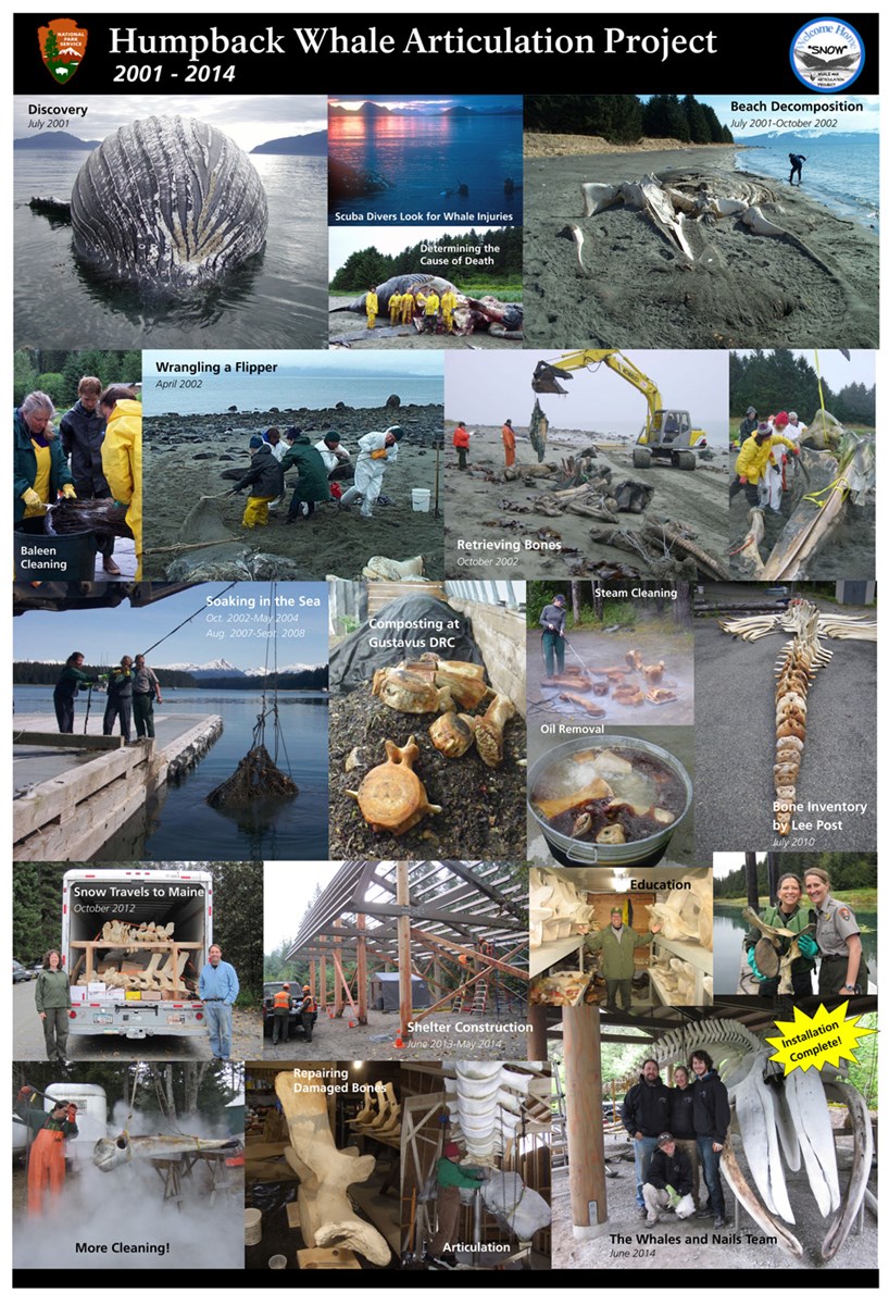 Whale #68 Project Poster - Glacier Bay National Park & Preserve (U.S ...