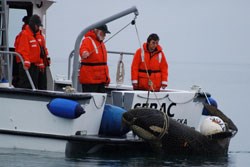 NPS staff tow killer whale to Bartlett Cove