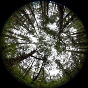 Looking up at trees