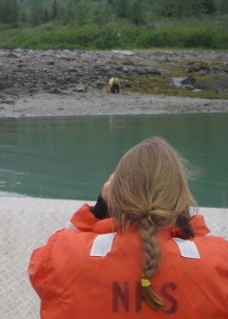 studying bear behavior studying bear behavior