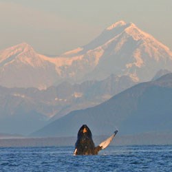Whale in Glacier Bay