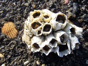 a cluster of barnacles on a rock