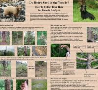 bear shedding poster