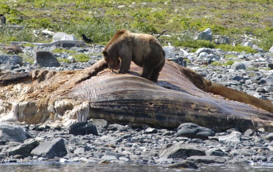 Brown bear feeding on a dead humpback whale in Glacier Bay