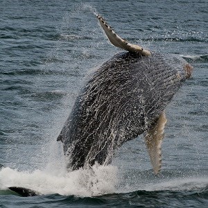 Whale breaching the water