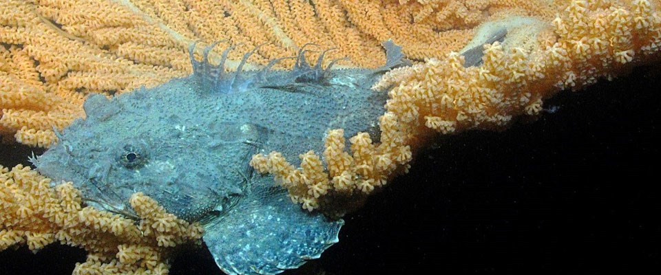sculpin on coral sculpin on coral