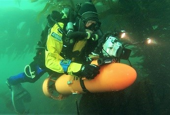 an underwater diver swims through a kelp forest