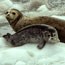 seals on ice