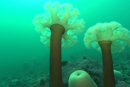 Sea anemone Sea anemone