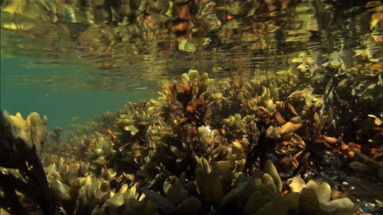 rockweed under the surface of the ocean