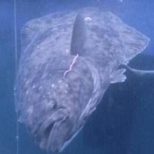 a medium-sized halibut fish at the surface of the water