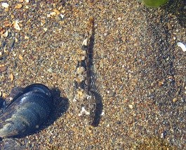 a small sculpin blends in to a sand surface