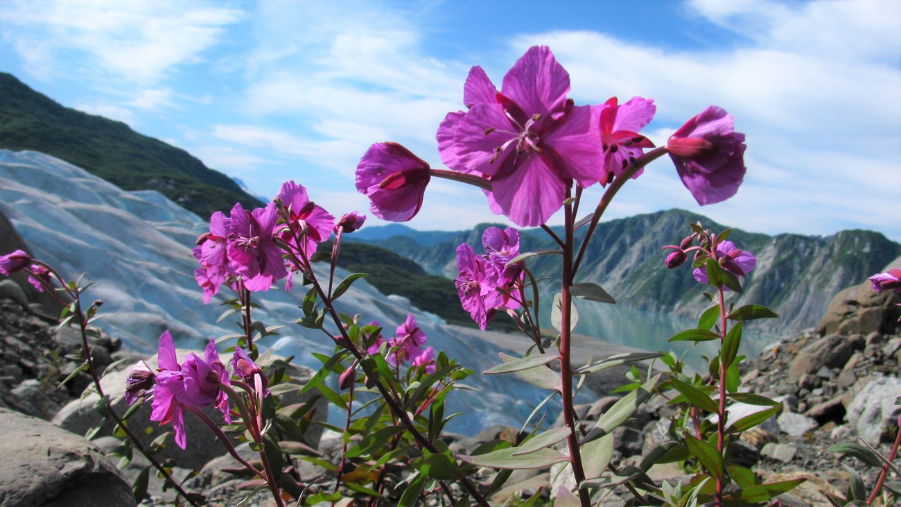 a fireweed plant in bloom in front of a glacier