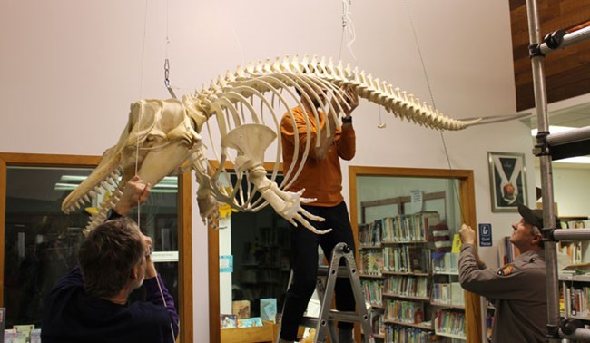 Group of workers lift a whale skeleton into place.