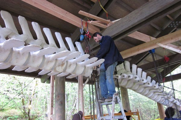 Two vertebrae sections are joined during installation in Bartlett Cove