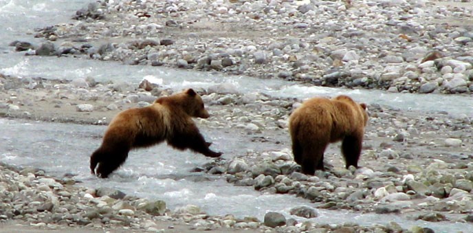 jumping brown bear