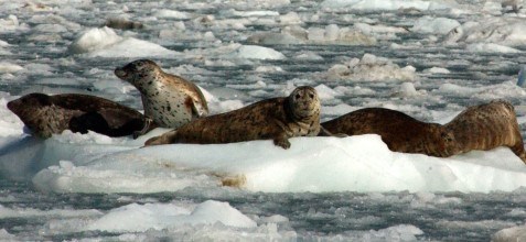 seals on ice