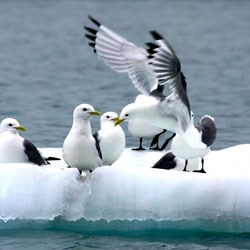 kittiwakes on iceberg kittiwakes on iceberg