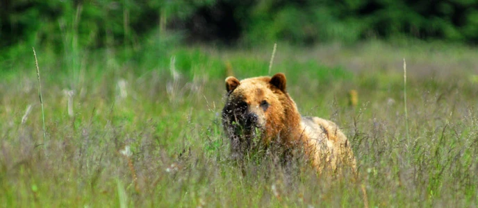 brown bear in grass