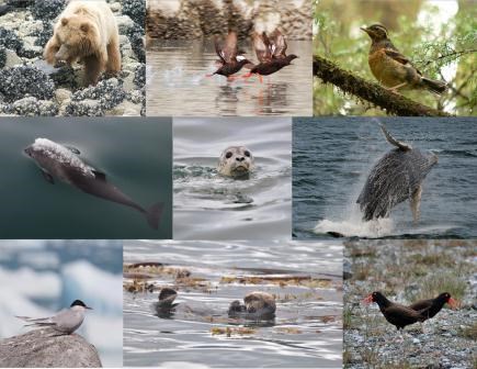 The sounds of Glacier Bay's animals have been captured in the soundscape project. The sounds of Glacier Bay's animals have been captured in the soundscape project.