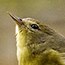 Orange-crowned Warbler