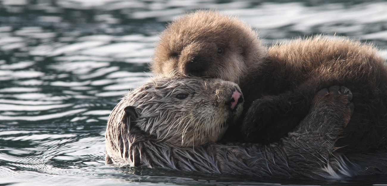 Sea otter and pup, the pup has fuzzy hair standing on end while the mom has smooth wet hair that has been groomed.