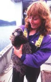 Researcher holding anaesthetized sea otter Researcher holding anaesthetized sea otter