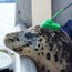 tracking a harbor seal