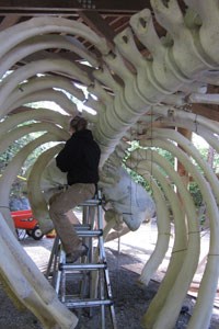 Attaching the ribs