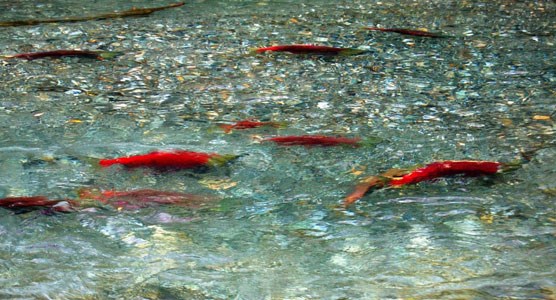 salmon in stream