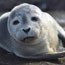 harbor seal face