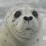 harbor seal