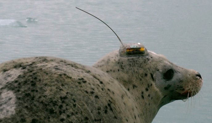 harbor seal with transmitter harbor seal with transmitter