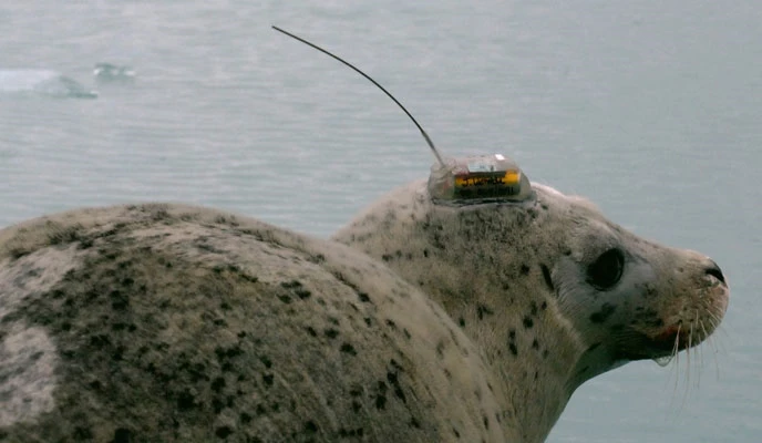 harbor seal with transmitter
